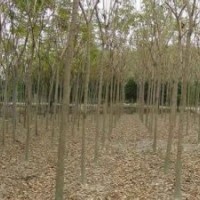 山東重陽木價格江蘇南京重陽木報價