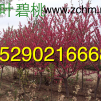 河南2公分碧桃價格，3公分碧桃批發