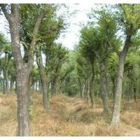 江蘇南京樸樹價格多干叢生樸樹產地