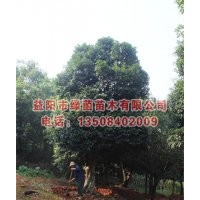 供應桂花樹，湖南桂花，50公分桂花(圖)