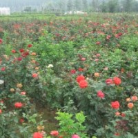 供應豐花月季，豐花月季苗，豐花月季小苗，豐花月季工程苗