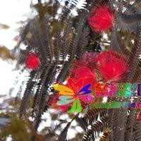 名品花木紫葉合歡低價(jià)銷售