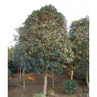 桂花樹價(jià)格|八月桂價(jià)格|金桂價(jià)格