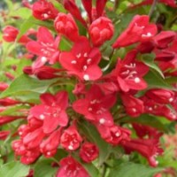 供應(yīng)紅王子錦帶 紅王子錦帶小苗 紅王子錦帶球 附栽培技術(shù)