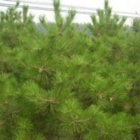 供應河北大杯80厘米油松苗1.2米油松苗