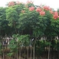 提供南京欒樹價(jià)格，5公分欒樹價(jià)格供應(yīng)
