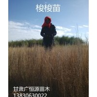供應優質梭樹苗 一炷香苗 高度30-70公分 無病蟲害梭梭