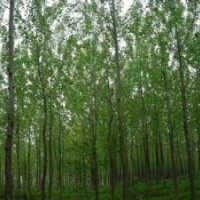 意楊報價南京15公分精品意楊價格