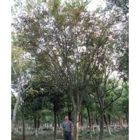 15公分櫸樹價格提供20公分精品櫸樹報價