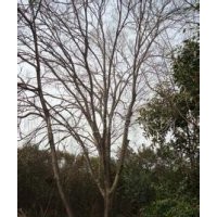 榔榆價格銷售15公分優(yōu)質(zhì)榔榆批發(fā)