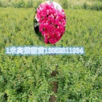 2015年最新紫薇小苗價(jià)格1米高紅火箭紫薇苗批發(fā)銷售