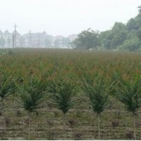 河北苗木河北白蠟白蠟價格白蠟報價白蠟規格綠化苗木白蠟國槐欒樹