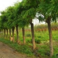 供應、各種綠化大小苗木、直銷千頭椿,山東千頭椿,千頭椿種苗,千