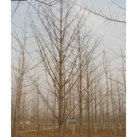 山東郯城地區長期銷售各種規格銀杏樹