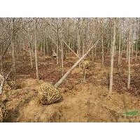 苗農(nóng)直銷12公分楓香價格 楓香基地