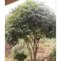 大量供應(yīng)25-30公分大型桂花樹，原生桂花樹，移栽桂花樹