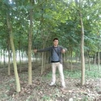 供應宮粉紫荊