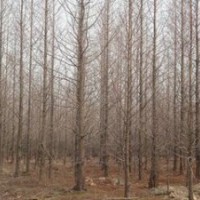 精品5公分3公分水杉價格 水杉產地