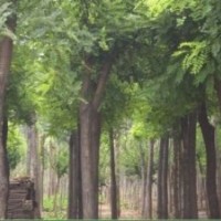 毛白楊小苗、速生柳、黃柳、107、