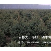 大量優(yōu)質(zhì)云杉價格優(yōu)惠