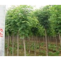 河北白蠟白蠟價格白蠟規格白蠟報價綠化苗木河北苗木國槐欒樹白蠟