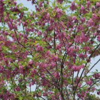速生槐，紫穗槐，紅花槐