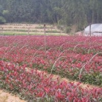 大量供應小苗：金葉女貞小苗 、紅葉女貞小苗
