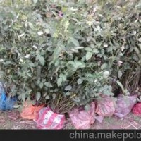 大量供應小苗:紅帽月季小苗 、豐花月季小苗