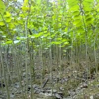 大量供應小苗:高桿女貞小苗 、紫荊大苗 、紅葉李大苗