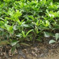 大量供應小苗:紅花繼木小苗、法國冬青小苗