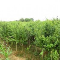 大量供應(yīng)小苗:石榴小苗、紅天竹小苗、紅瑞木小苗