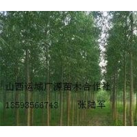 5公分速生楊大量低價優惠供應