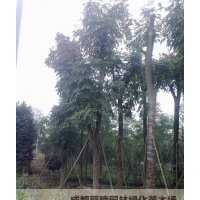 成都欒樹基地價格