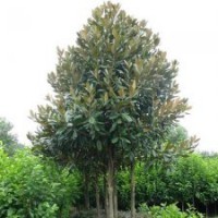 成都廣玉蘭苗圃基地價格
