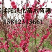 丁香，紅瑞木，榆葉梅，紅王紫錦帶，連翹，迎春