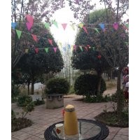 供應四川桂花 四川桂花小苗 四川桂花基地 四川成都桂花 價格便宜