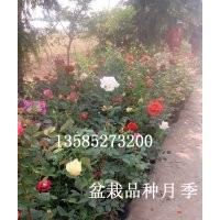 供應豐花月季,品種月季（130多余種）、紅帽月季，大花月季，藤本