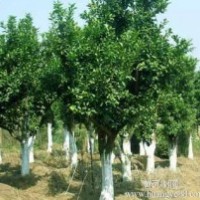 提供湖南18公分全冠香泡樹，20公分移植香泡樹，20公分香泡樹價(jià)格