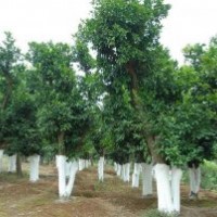 直徑30公分湖南精品香泡樹，骨架香泡樹，大型香泡樹