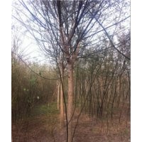 國(guó)槐樹，速生國(guó)槐樹，國(guó)槐樹原產(chǎn)地