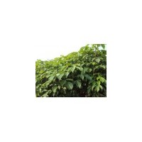 低價(jià)處理重陽木價(jià)格供應(yīng)商
