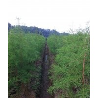 5000株杉樹低價發售，另有胸徑20cm以上香樟發售