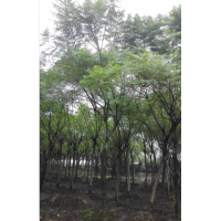 精品藍花楹