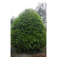 桂花，桂花基地，桂花球，低分枝桂花