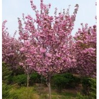 山東青州供應(yīng)：紫葉李、櫻花、海棠、高桿女貞、紫薇、玉蘭