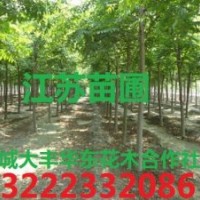 紫薇，紫薇樹，江蘇紫薇樹