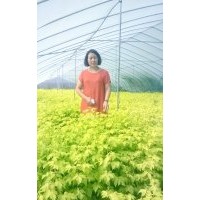 金葉復葉槭