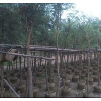 廣東串錢柳-云南串錢柳-貴州串錢柳-四川串錢柳-廣西串錢柳-湖南