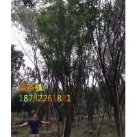 茶條槭基地直供叢生茶條槭/獨干茶條槭/大規格茶條槭