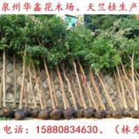 天竺桂低價供應(yīng)